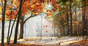 Обои на рабочий стол Autumn trees, scenic, Падающие листья дуба, красивая, beautiful, Falling oak leaves, nature, пейзаж, forest, Осенние деревья, живописные, road, лес, утро, landscape, morning, природа, дорога