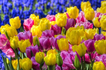 Разноцветные тюльпаны, весна, поле тюльпанов, цветы