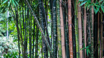 Фото бесплатно джунгли, тропический лес, бамбук, растение