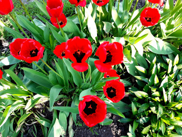 алые тюльпаны, цветы, весна, растения