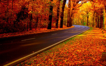 Фото бесплатно осенний листопад, природа, дорога, золотая осень, яркие обои