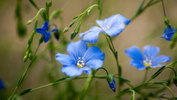 цветущий лён, голубые цветы, красивые обои, Blooming flax, blue flowers, beautiful wallpaper