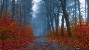 Фото бесплатно опавшие листья, осенний лес, деревья, 3840x2160 4k обои
