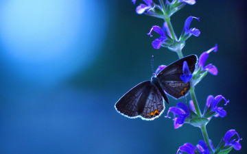 бабочка, цветок, макро, синий фон, лето, природа, яркие обои на рабочий стол, Butterfly, flower, macro, blue background, summer, nature, bright wallpapers