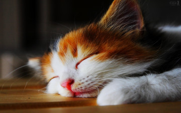 трехцветный котенок спит, домашние животные