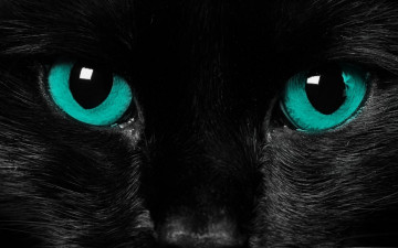 ultra hd 4k wallpaper, Cat face, black cat with blue eyes, pet , кошачья морда, черная кошка с голубыми глазами, домашнее животное