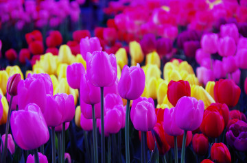 Красивые тюльпаны, поле, цветы, весна