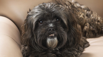 Портрет ши-тцу, черный песик на диване, собаки, домашние животные