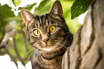 Косоглазый кот на дереве, смешные домашние животные