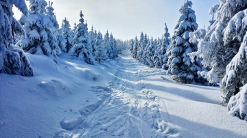 зима, снег, природа, истоптанная тропа, хвойные деревья в снегу