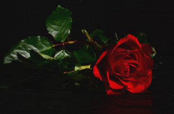красная роза на черном фоне цветок