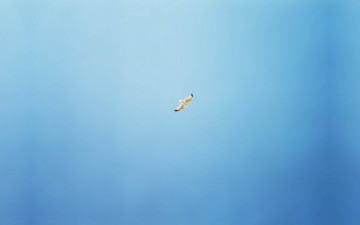 чайка в небе, минимализм, голубой фон, качественные обои, Gull in the sky, minimalism, blue background, high-quality wallpaper