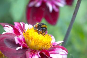 Фото бесплатно цветок, насекомое, опыление, пчела, нектар, макро