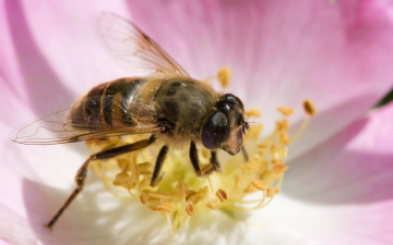 пчела на розовом цветке, собирает нектар, макро, шикарные обои на смартфоны, планшеты, ноутбуки, Bee on a pink flower, collecting nectar, close up, smart wallpaper for smartphones, tablets, laptops