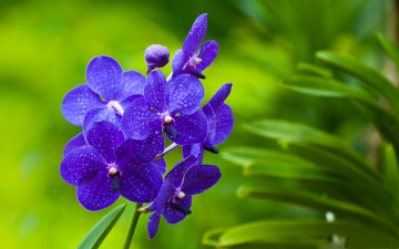 орхидея синяя, цветы, зеленый фон, макро, обои скачать, Orchid blue, flowers, green background, macro, wallpaper download