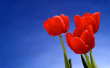 красные тюльпаны, на синем фоне, макро, цветы, красота, Red tulips, on a blue background, macro, flowers, beauty