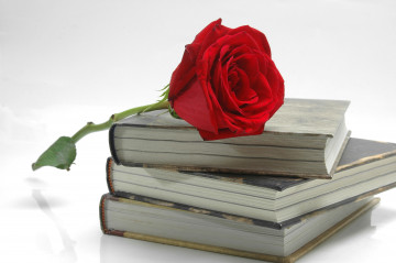 красная роза на книгах, бутон, цветок, стопка книг