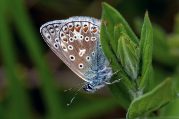 Фото бесплатно насекомые, бабочка, листик, макро