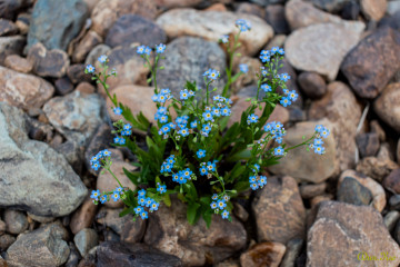 Голубые цветочки, незабудки в камнях, цветы, камни