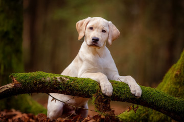 puppy, labrador retriever, white dog, tree branch, stand, pose, autumn, pets, щенок, Лабрадор-ретривер, белый пес, собака, ветка дерева, стойка, поза, осень, домашние животные