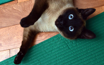 Siamese, blue-eyed cat, face, paws, rug, кошка сиамская, голубоглазая, мордочка, лапки, коврик, домашнее животное, кошки