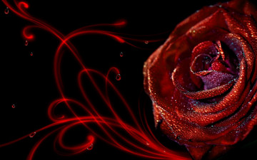 Фото бесплатно роза, цветок, макро