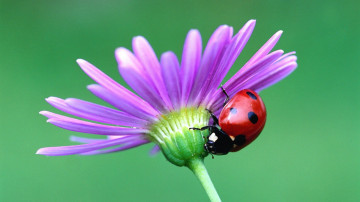 macro, flower, ladybug, insect, beetle, green background, макро, цветок, божья коровка, насекомое, жук, зеленый фон