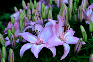 Фото бесплатно фиолетовые цветы, флора, цветы, лилии