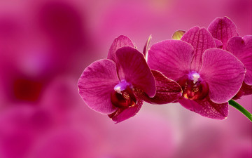 цветы, орхидея, розовая, розовый фон, Flowers, orchid, pink, pink background, 4K wallpaper