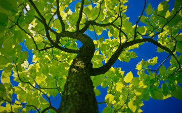 हरा पेड़, ताज, शाखाएं, नीला आकाश, गर्मी, प्रकृति, उज्ज्वल वॉलपेपर, зеленое дерево, кроны, ветви, голубое небо, лето, природа, яркие обои на рабочий стол