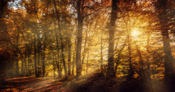 Обои на рабочий стол дерево, природа, природный ландшафт, лес, солнечный свет, золотая осень