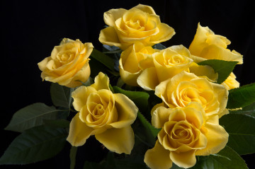 Фото бесплатно желтый букет, флора, цветы, жёлтые розы