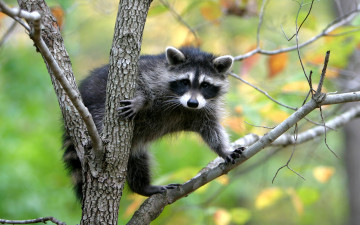 Енот на дереве, животные, Raccoon on the tree, animals