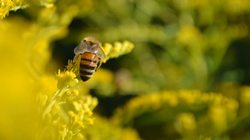 макро, пчела, насекомое, желтые цветы, размытый фон, 3840х2160, 4к обои