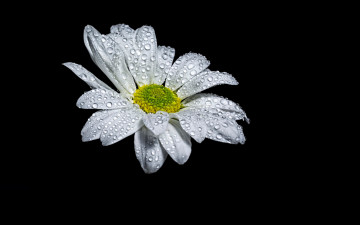 минимализм, белый цветок, черный фон, капли, обои, заставки, minimalism, white flower, black background, drop, screensavers