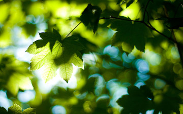 кленовые листья, лучи солнца, макро, лето, яркие обои, Maple leaves, sun rays, macro, summer, bright wallpaper