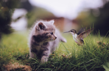 котенок с колибри