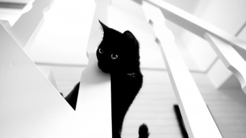 чёрная кошка на белом фоне, лестница, кошка, домашние животные