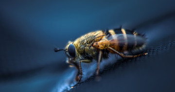 Обои на рабочий стол муха, макро, насекомое, синий фон