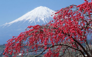 весна, цветущая сакура, гора, природа, Япония, обои скачать, spring, cherry blossoms, mountain, nature, Japan, wallpaper download