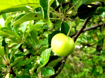 макро, зелёное яблоко на ветке, яблоня, плод, яблоко, ветка, лето