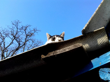 3260х2440, кошка на крыше притаилась, 4К обои смешные домашние животные