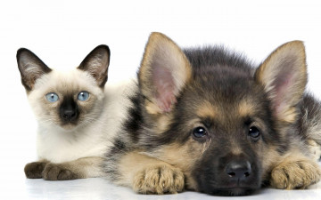 сиамский кот, щенок овчарки, смешные домашние животные, обои, Siamese cat, shepherd puppy, funny pets, wallpaper