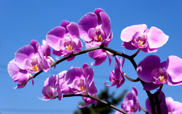 фиолетовые орхидеи, цветы, на фоне неба, яркие красивые обои, Purple orchids, flowers, against the sky, bright beautiful wallpaper