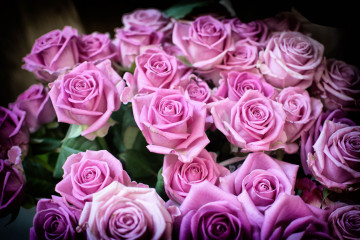 Фото бесплатно большой букет, розы, розовый букет, цветы