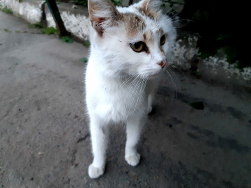 кошка, белая, домашние животные, улица