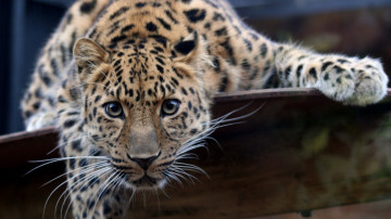 молодой леопард, дикие животные, фото, Young leopard, wild animals, photo