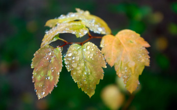 листья, капли дождя, макро, красивые обои для гаджетов, Leaves, raindrops, macro, beautiful wallpaper for gadgets