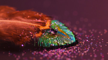 macro, peacock feather, drops, dew, макро, перо павлина, капли, роса,
