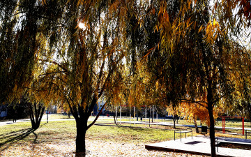 осень, природа, парк, деревья, ива, ветви, лучи солнца
